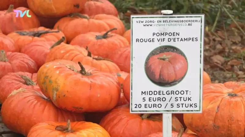 Hoofdafbeelding voor artikel Pompoenen vliegen de deur…