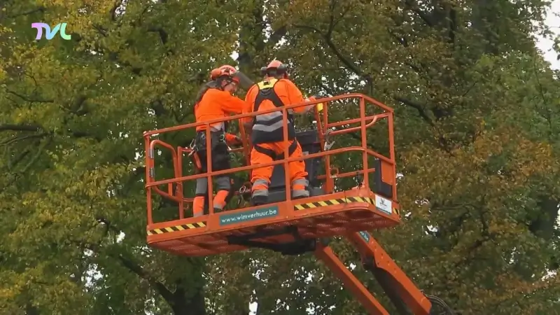 Hoofdafbeelding voor artikel Boom dreigt op huis te vallen…