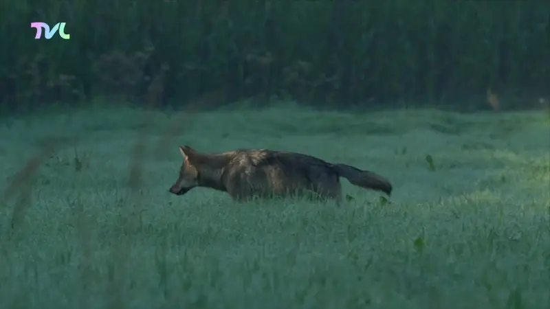 Hoofdafbeelding voor artikel Wolf Maurice: jagers pikken…