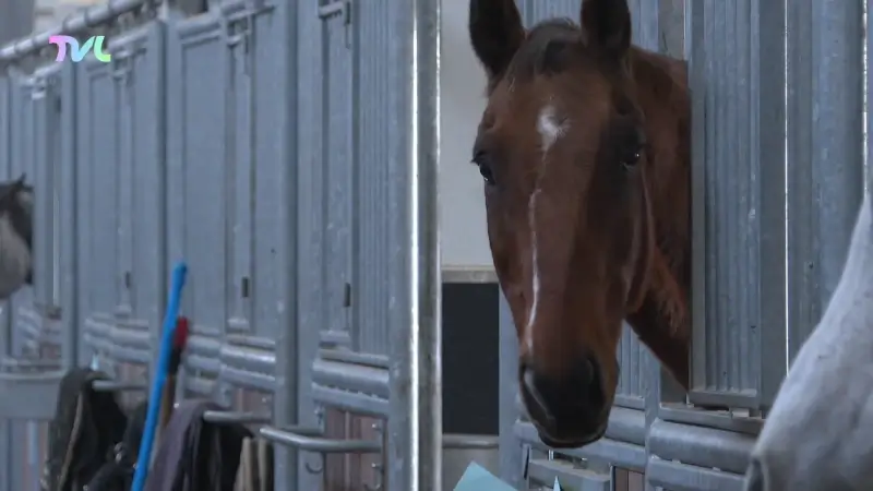 Hoofdafbeelding voor artikel Voka: paardensector is belangrijke…