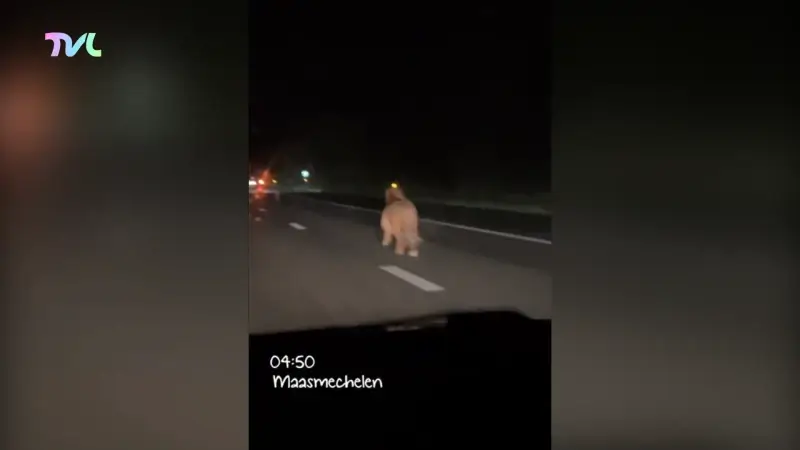 Hoofdafbeelding voor artikel Loslopende pony's zorgen voor…