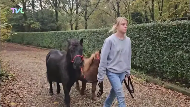 Hoofdafbeelding voor artikel Loslopende pony's zorgen voor…