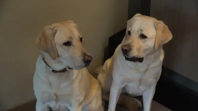 Hoofdafbeelding voor artikel Centrum voor Blindegeleidehonden…