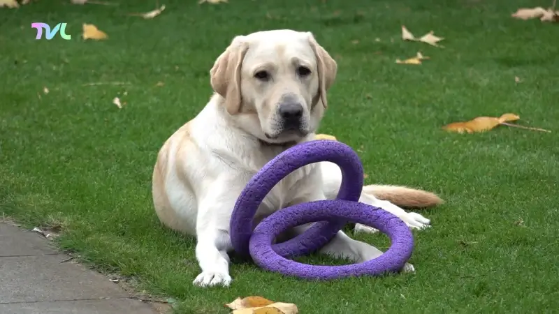 Hoofdafbeelding voor artikel Centrum voor Blindegeleidehonden…