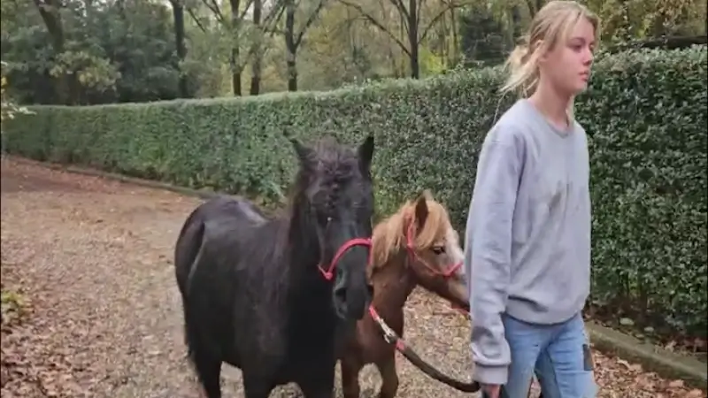 Hoofdafbeelding voor artikel Derde pony die op E314 rondliep,…