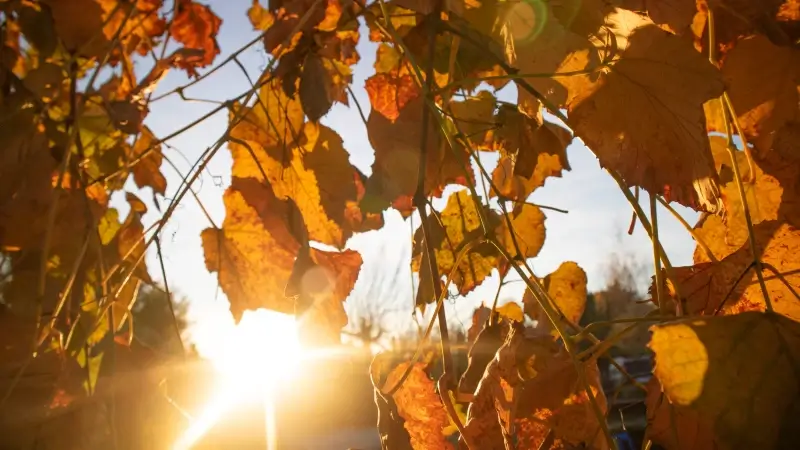 Hoofdafbeelding voor artikel Zonnig en droog herfstweer:…