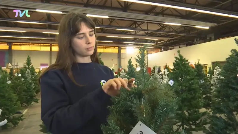 Hoofdafbeelding voor artikel Kringwinkel Okazi opent kerstbos…