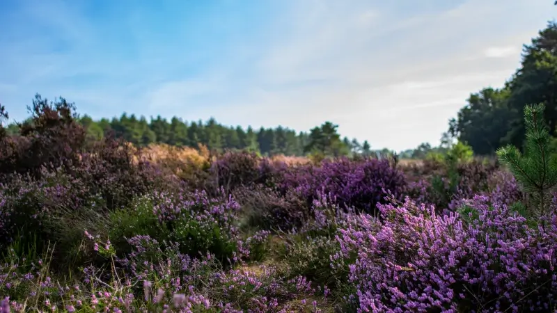 Hoofdafbeelding voor artikel Natuur en bos investeert in…