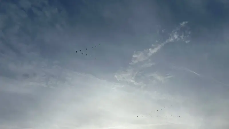 Hoofdafbeelding voor artikel Ondanks vogelgriep nog duizenden…