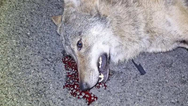 Hoofdafbeelding voor artikel wolf doodgereden in Geel