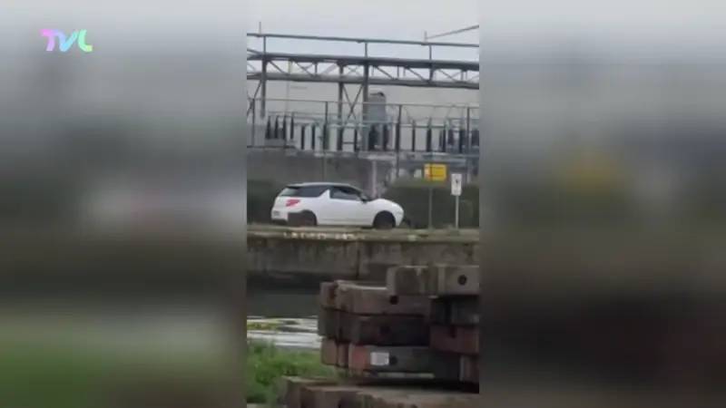 Hoofdafbeelding voor artikel Hond die in Tessenderlo mishandeld…