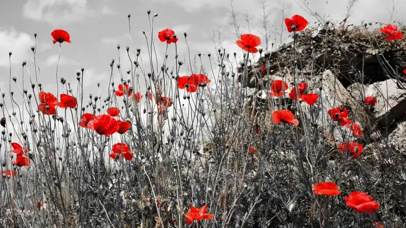 Hoofdafbeelding voor artikel Morgen weerklinkt voor de…