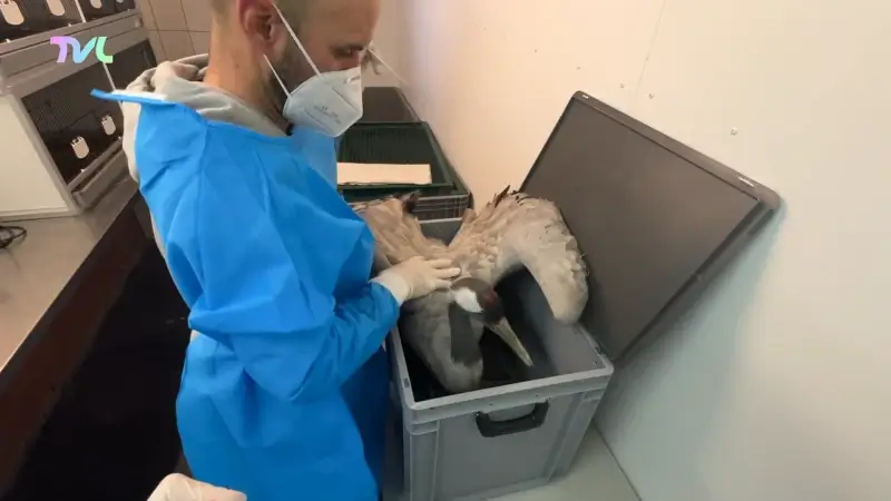 Hoofdafbeelding voor artikel Vogelgriep verspreidt zich…