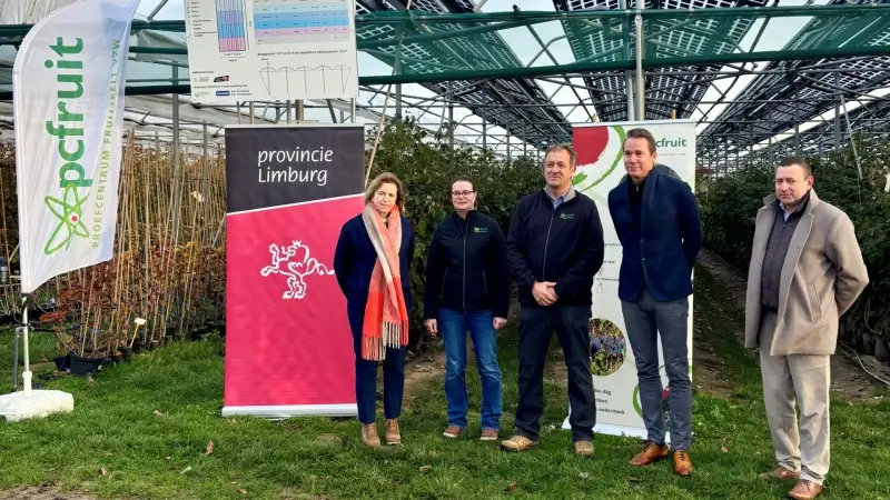 Hoofdafbeelding voor artikel Frambozen onder zonnepanelen:…