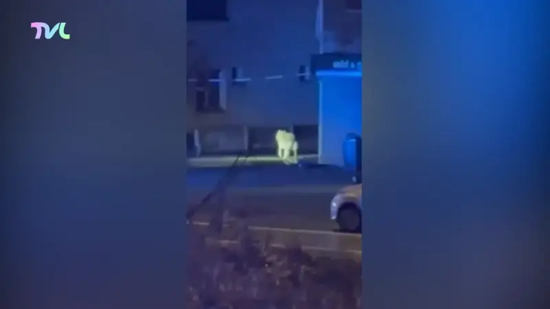 Hoofdafbeelding voor artikel Politie rukt uit voor wolf…