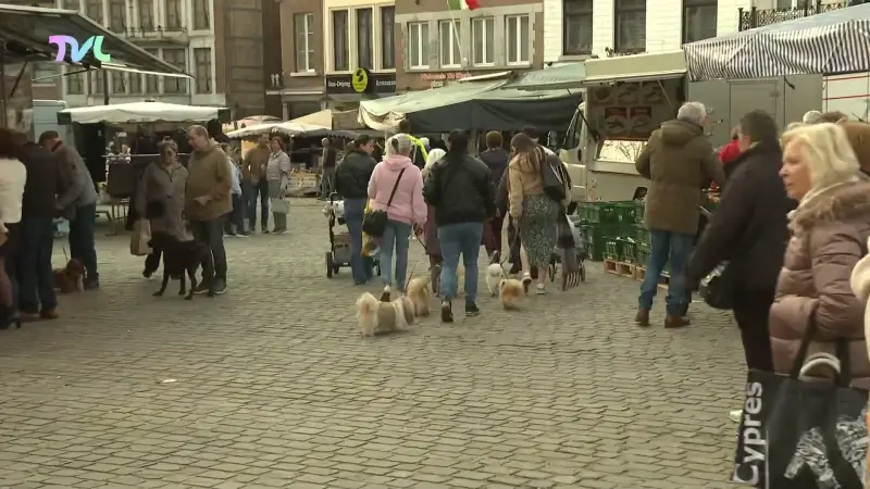 Hoofdafbeelding voor artikel Tongeren-Borgloon is hondenpoep…