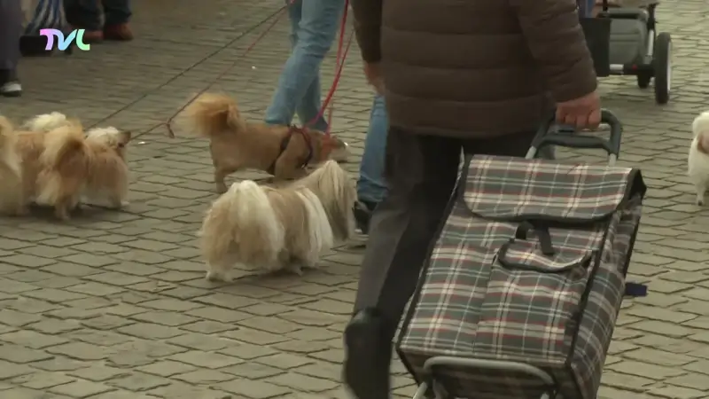 Hoofdafbeelding voor artikel Tongeren-Borgloon is hondenpoep…