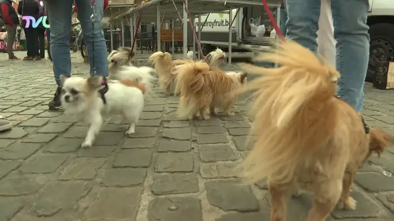 Hoofdafbeelding voor artikel Tongeren-Borgloon is hondenpoep…