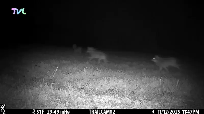 Hoofdafbeelding voor artikel Wolvin Noëlla en zes welpen…