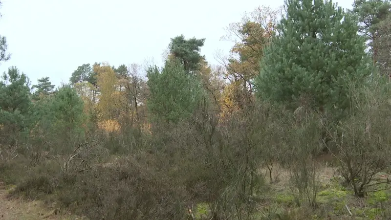 Hoofdafbeelding voor artikel Ooit omstreden Groene Delle…