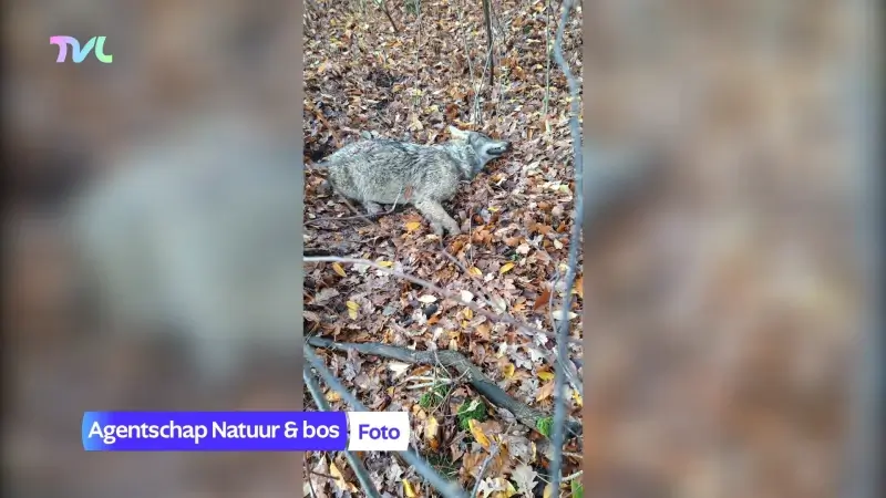 Hoofdafbeelding voor artikel Wolf doodgereden op Noord-Zuid