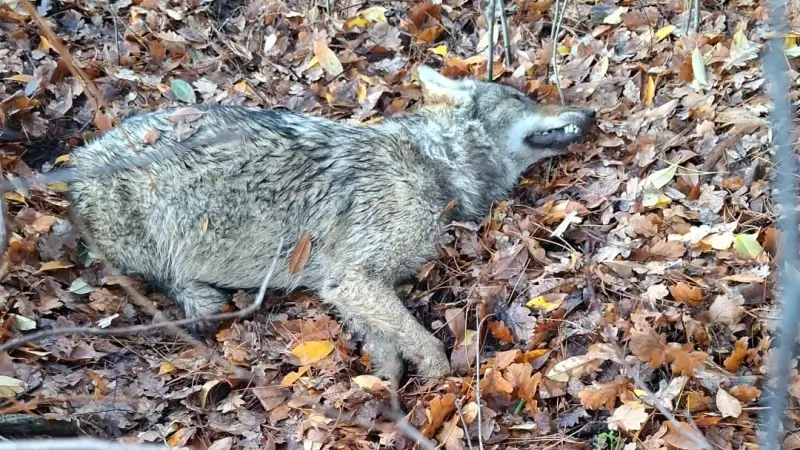 Hoofdafbeelding voor artikel Wolf doodgereden op de N74,…