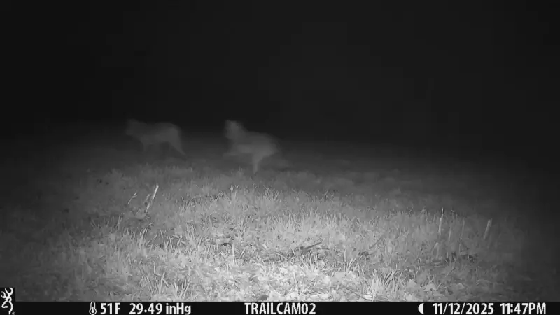 Hoofdafbeelding voor artikel Wolf doodgereden op de N74,…