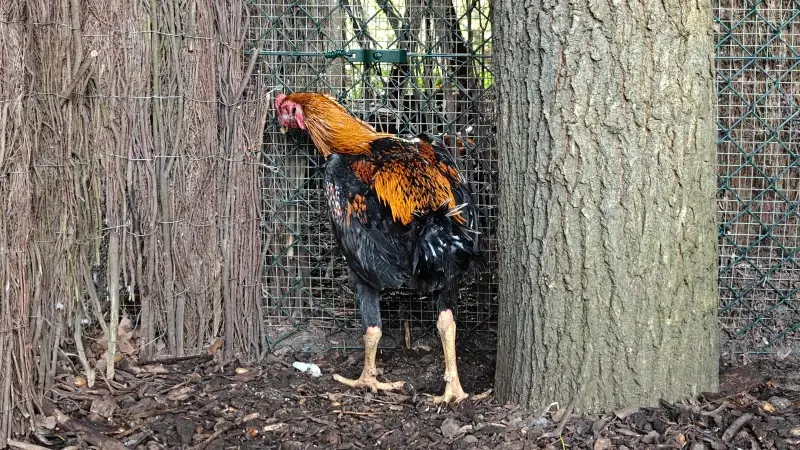 Hoofdafbeelding voor artikel Politie Heusden-Zolder neemt…