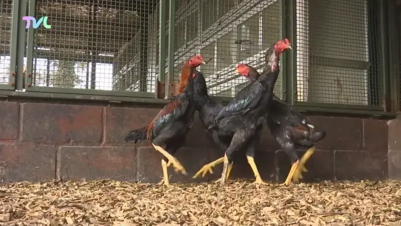 Hoofdafbeelding voor artikel 29 vechthanen in beslag genomen…