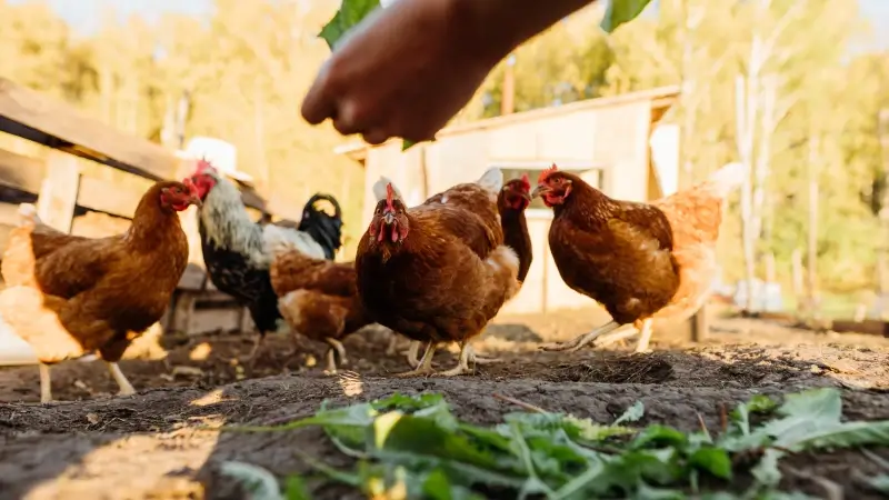 Hoofdafbeelding voor artikel Eerste haard van vogelgriep…