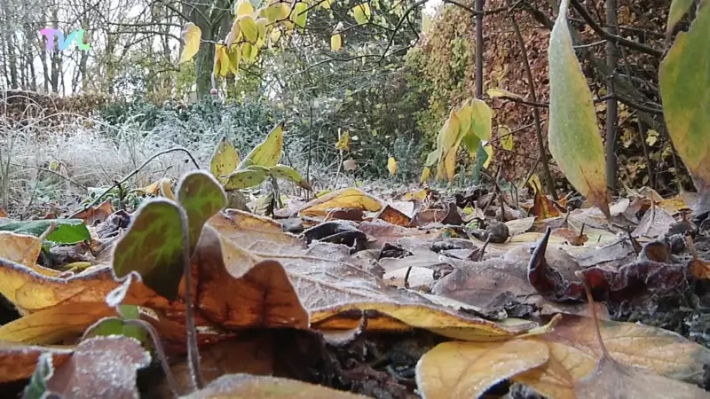 Hoofdafbeelding voor artikel Het vroor vannacht tot min…