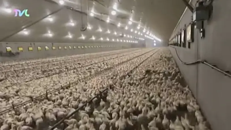 Hoofdafbeelding voor artikel Derde geval van vogelgriep…