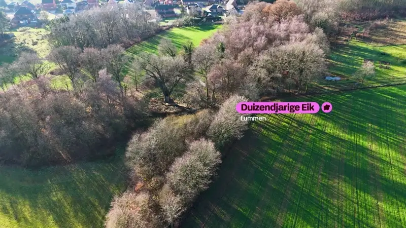 Hoofdafbeelding voor artikel Duizendjarige Eik Lummen