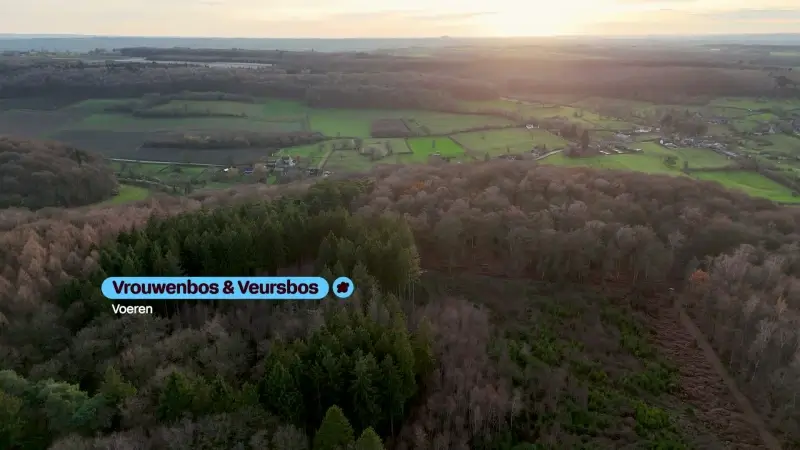 Hoofdafbeelding voor artikel Vrouwebos en Veursbos Voeren