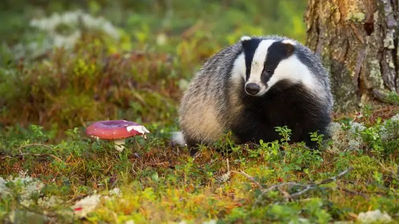 Hoofdafbeelding voor artikel Aantal dode dassen in het…