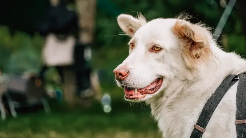 Hoofdafbeelding voor artikel Stad Peer wil strooiweide…