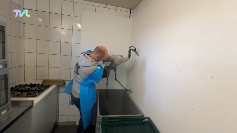 Hoofdafbeelding voor artikel Natuurhulpcentrum overstelpt…