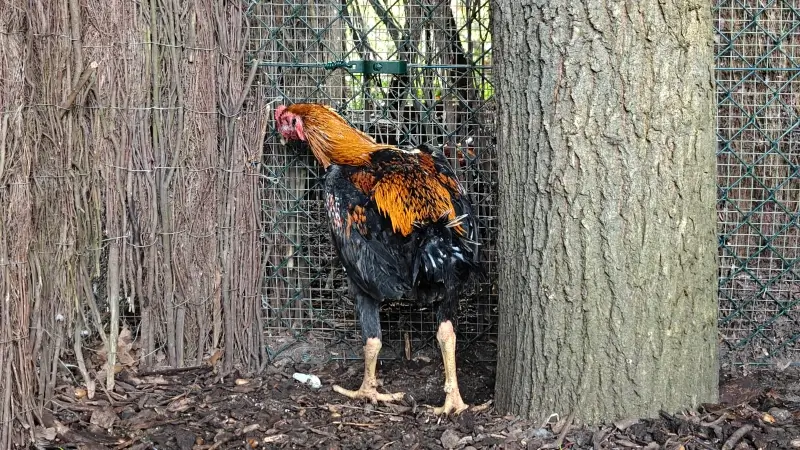 Hoofdafbeelding voor artikel Vogelopvangcentra staan onder…