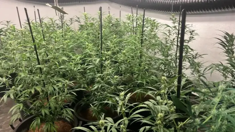 Hoofdafbeelding voor artikel Politie LaMa treft cannabisplantages,…