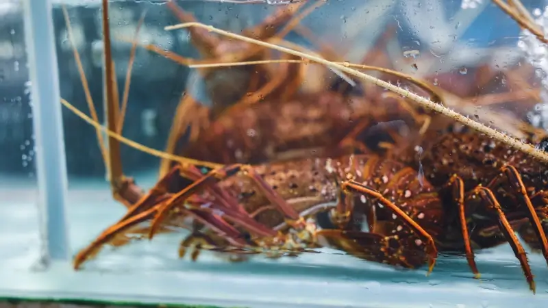 Hoofdafbeelding voor artikel GAIA roept op om geen kreeft…