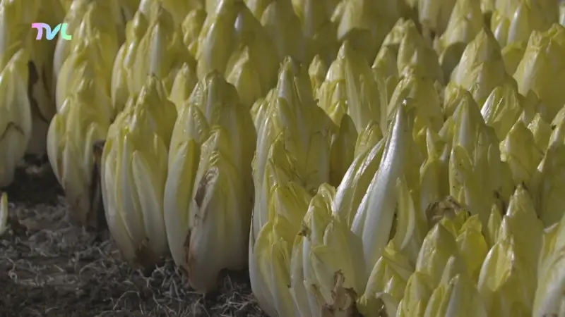 Hoofdafbeelding voor artikel Limburgse grondwitlooftelers…