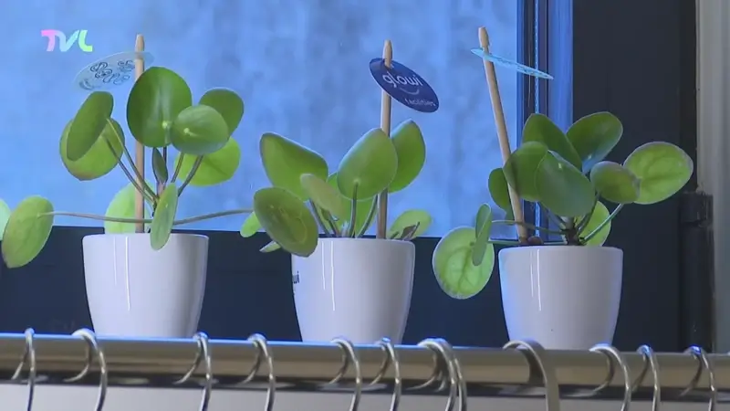 Hoofdafbeelding voor artikel Limburgs personeel krijgt…