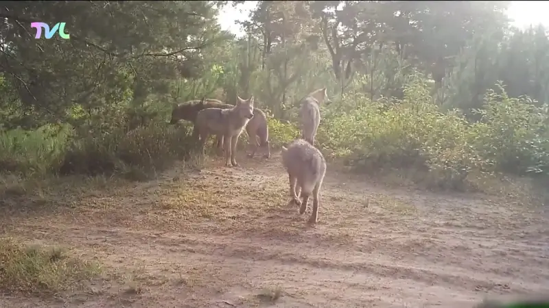 Hoofdafbeelding voor artikel TVL jaaroverzicht 2025: De…