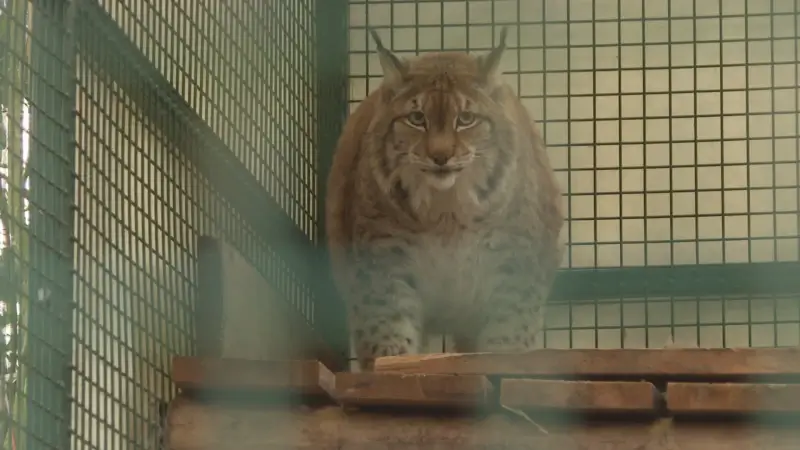 Hoofdafbeelding voor artikel Litouwse Lynx met overgewicht…