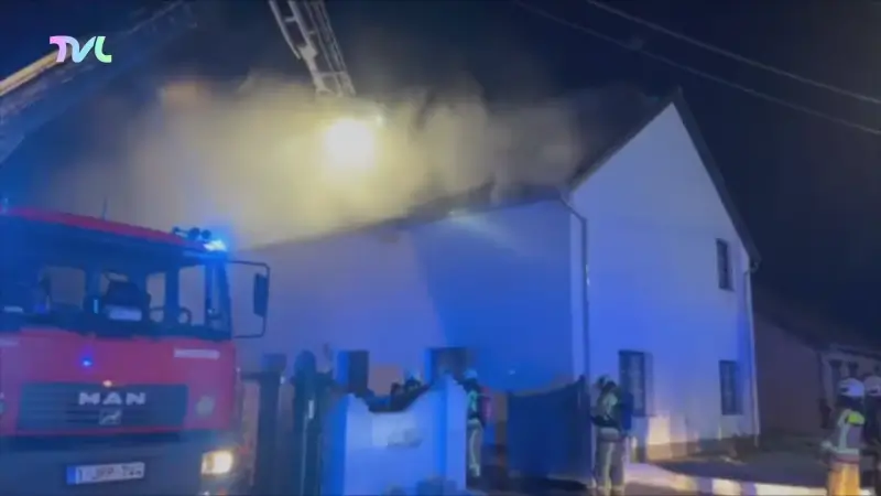 Hoofdafbeelding voor artikel 3 honden en een kat overleven…