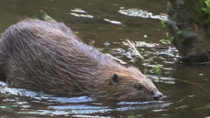Herbekijk hier het nieuws van 29 december 2025