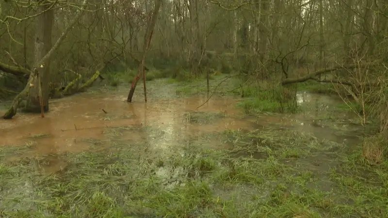 Hoofdafbeelding voor artikel Beschermde bever zorgt in…