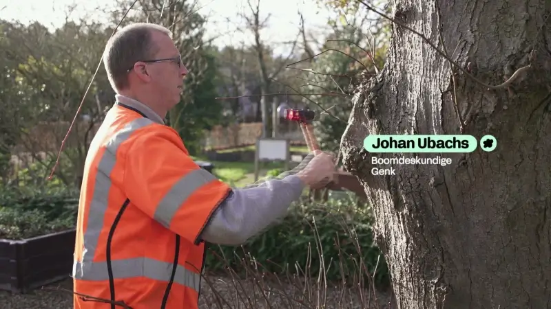 STAD GENK - Johan Ubachs Boomdeskundige