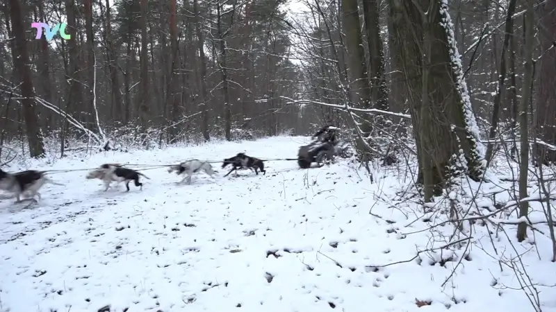 Hoofdafbeelding voor artikel Wereldkampioen sledehondenrennen…
