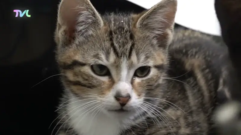 Hoofdafbeelding voor artikel Maaseikse kattenopvang Villa…